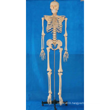 168cm Human Body Skeleton Model with Transparent Ribs